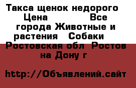 Такса щенок недорого › Цена ­ 15 000 - Все города Животные и растения » Собаки   . Ростовская обл.,Ростов-на-Дону г.